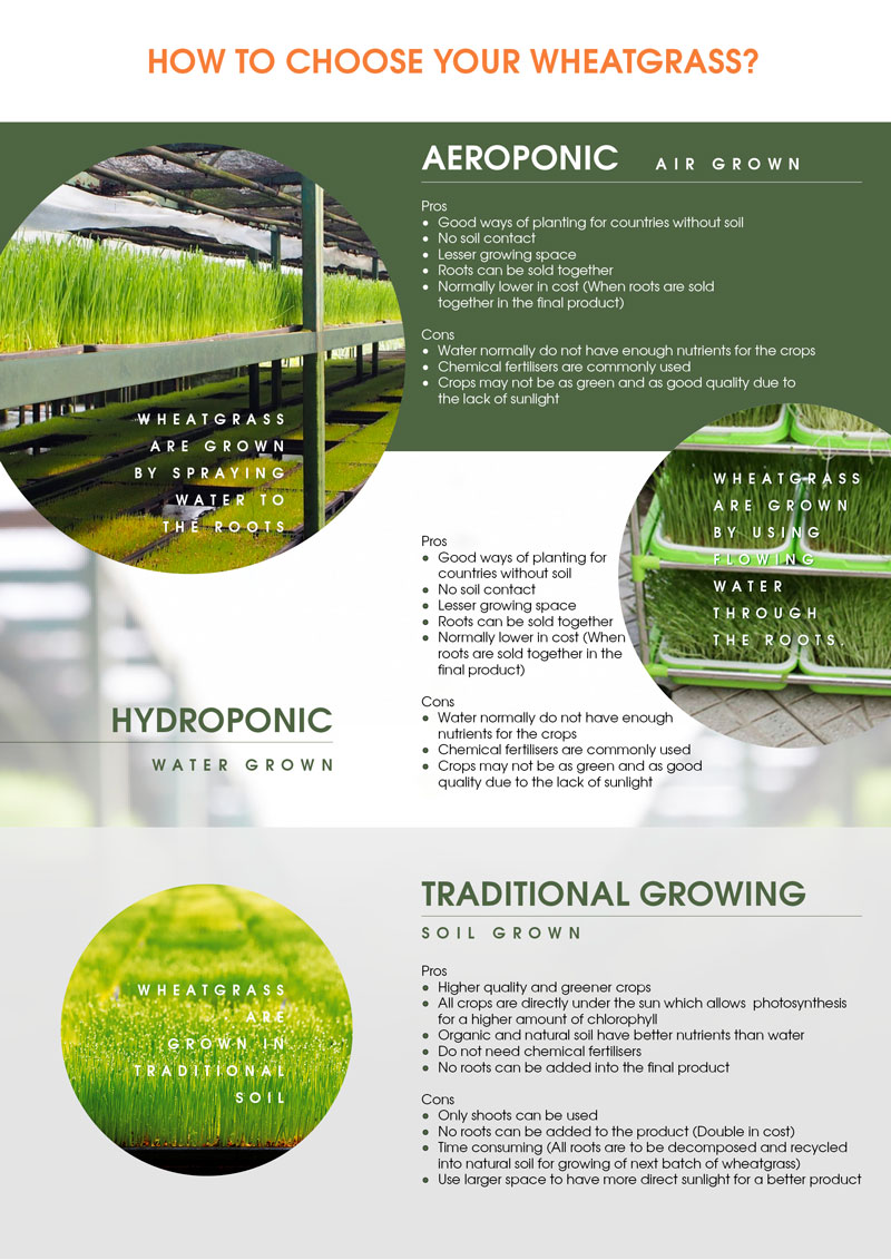 Design1920p_Organic-Wheat-Grass-Powder_A4_V2